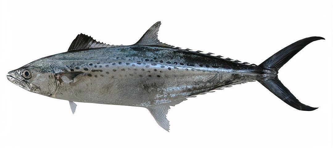 馬鯖魚圖片