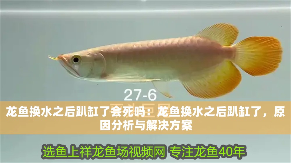 龍魚換水之后趴缸了會死嗎：龍魚換水之后趴缸了，原因分析與解決方案