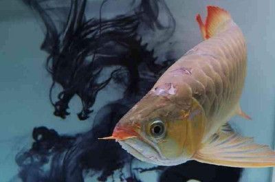 龍魚并須怎么處理：龍魚并須健康檢查指南,龍魚并須護理常見誤區