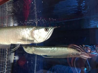 龍魚并須怎么處理：龍魚并須健康檢查指南,龍魚并須護理常見誤區