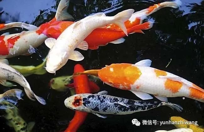 錦鯉最忌的三種屬相