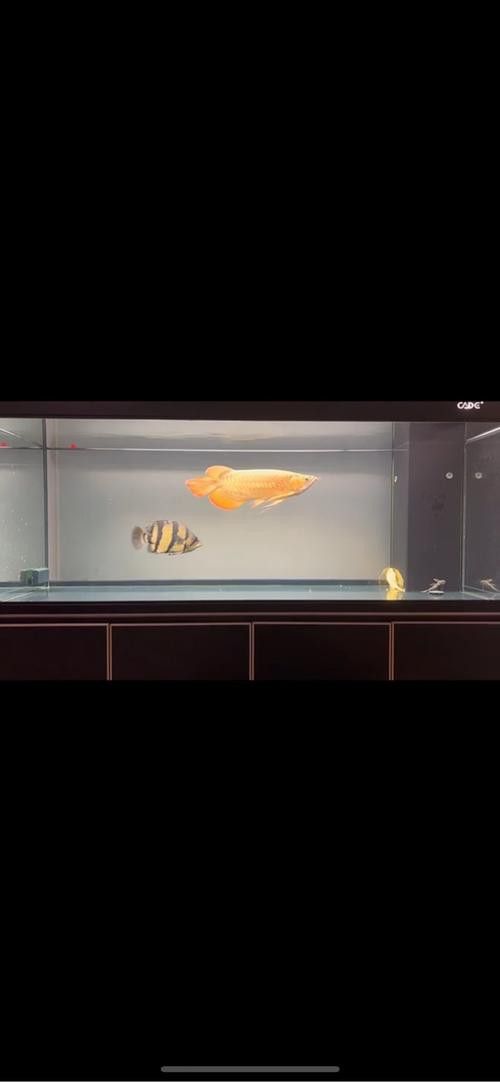 彩蝶龍魚缸價(jià)格表和圖片