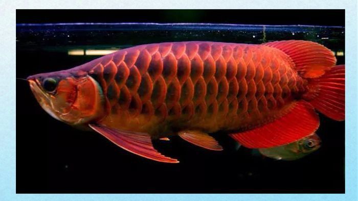 500萬紅龍魚圖片高清大圖
