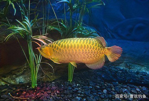 500萬紅龍魚圖片高清大圖