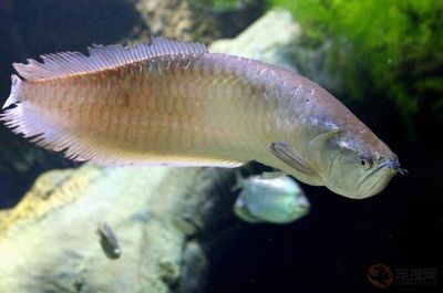 銀龍魚水溫多少長得快（銀龍魚水溫對其生長影響）