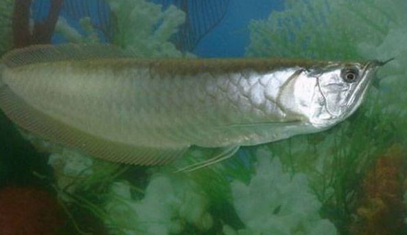 銀龍魚水溫多少長得快（銀龍魚水溫對其生長影響）