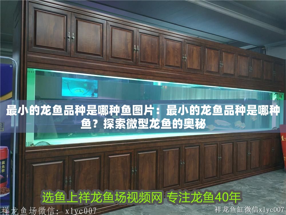 最小的龍魚品種是哪種魚圖片：最小的龍魚品種是哪種魚？探索微型龍魚的奧秘