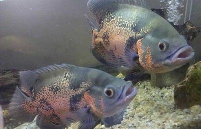 最小的龍魚品種是哪種魚圖片：最小的龍魚品種是哪種魚？探索微型龍魚的奧秘