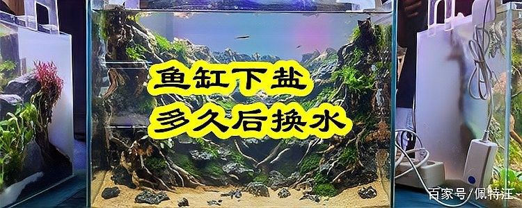 龍魚加鹽后多久換一次水？
