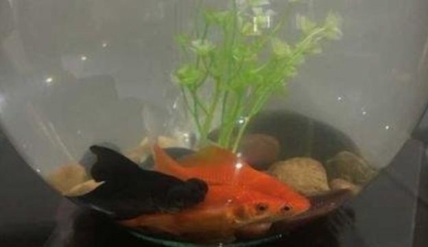 龍魚加鹽后多久換一次水？