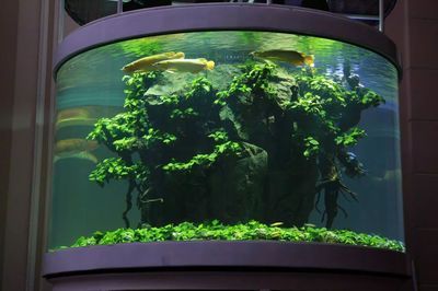 2米長的魚缸，適合養幾條龍魚？：2米長的魚缸養幾條龍魚，具體飼養數量需要注意什么