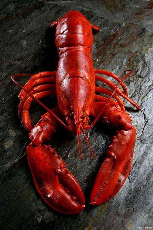 有沒有更多高清大龍蝦圖片？