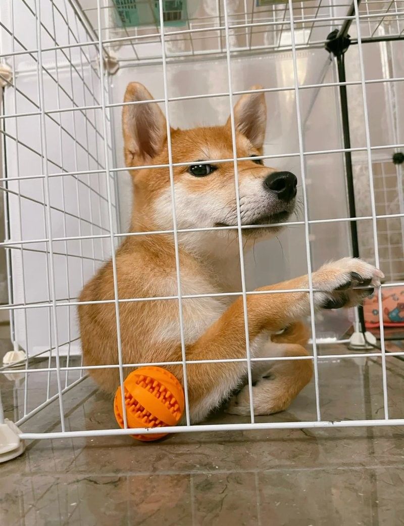 金龍魚血統證書如何獲取？