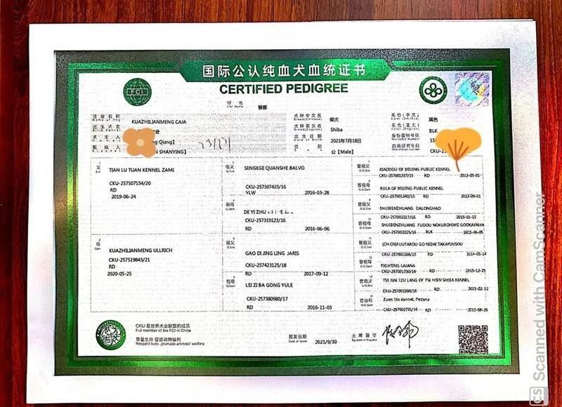 金龍魚血統證書如何獲?。?></span>黑柴血統證書申請全流程,快速搞定!自稱無憂非無慮<br><span id=
