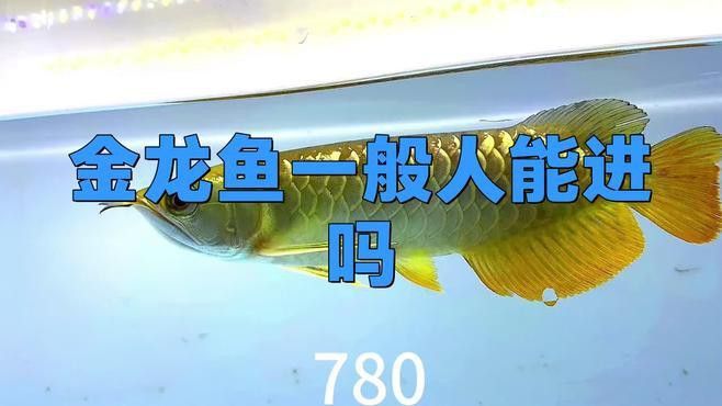 如何申請金龍魚的銷售崗位？ 如何申請金龍魚的銷售崗位？ 龍魚百科 第1張