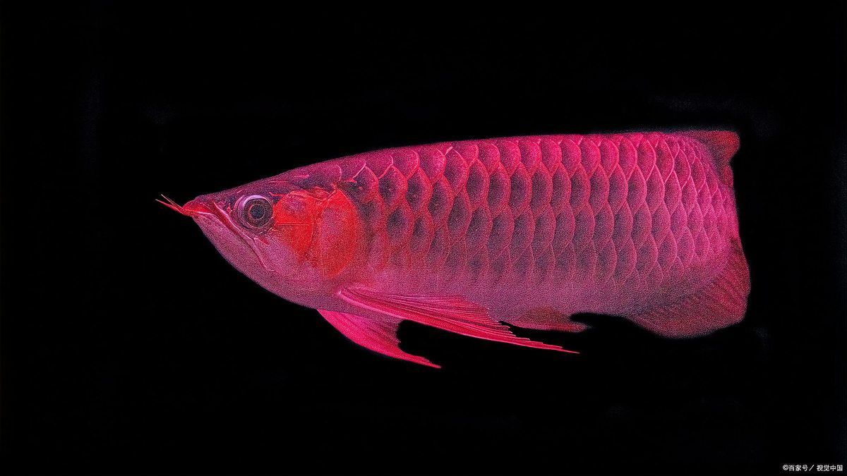 紅龍魚苗多久會變色？