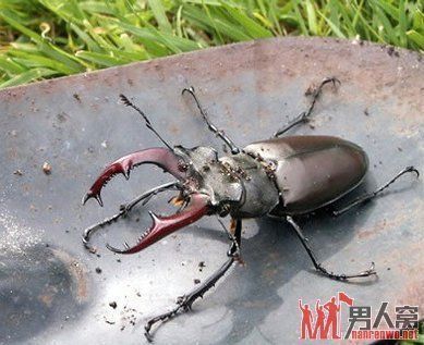 極品紅龍魚多少錢一條啊（極品紅龍魚價格受多種因素影響，如何辨別紅龍魚品質）