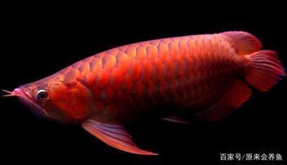 極品紅龍魚多少錢一條啊（極品紅龍魚價格受多種因素影響，如何辨別紅龍魚品質）