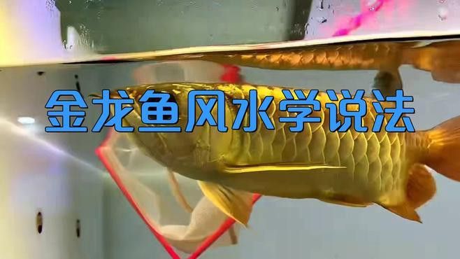 龍魚風(fēng)水有哪些實踐案例？