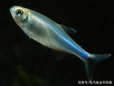 飼料 紅龍魚(yú)怎么養(yǎng)及喂養(yǎng)技巧圖解視頻教學(xué)下載(紅龍魚(yú)怎么養(yǎng)及喂養(yǎng)技巧圖解視頻教學(xué)下載) 龍魚(yú)百科 紅龍魚(yú)怎么養(yǎng)及喂養(yǎng)技巧圖解視頻教學(xué)下載(紅龍魚(yú)怎么養(yǎng)及喂養(yǎng)技巧圖解視頻教學(xué)下載) 紅龍魚(yú)怎么養(yǎng)及喂養(yǎng)技巧圖解視頻教學(xué)下載(紅龍魚(yú)怎么養(yǎng)及喂養(yǎng)技巧圖解視頻教學(xué)下載) 龍魚(yú)百科