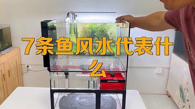 龍魚風水魚缸 七條魚好嗎