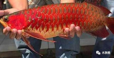 紅龍魚的品牌有哪些牌子好（關于紅龍魚的品牌選擇）
