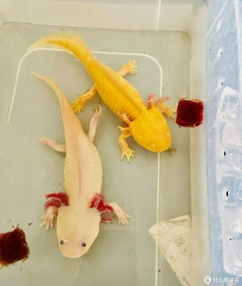 六角恐龍魚圖 龍魚百科 第8張 六角恐龍魚圖 六角恐龍魚圖 龍魚百科 第8張