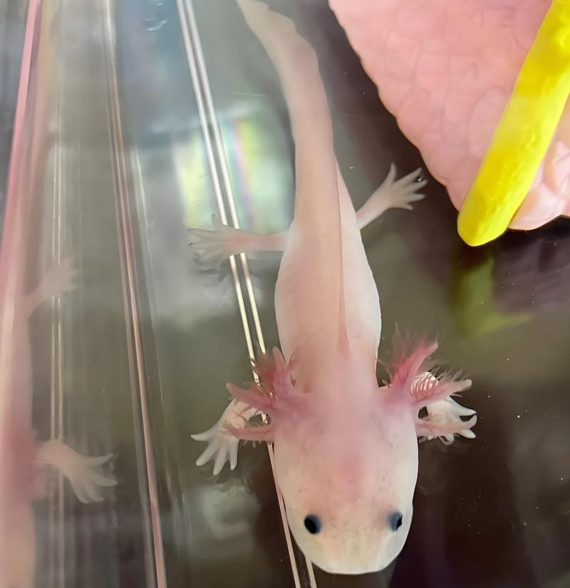 六角恐龍魚圖 龍魚百科 第21張 六角恐龍魚圖 六角恐龍魚圖 龍魚百科 第21張