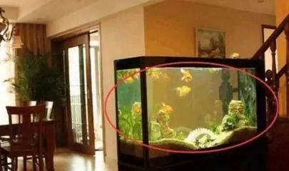 福龍魚對風水有什么影響和作用嗎（養福龍魚的注意事項）