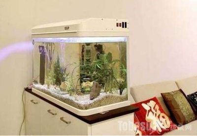福龍魚對風水有什么影響和作用嗎（養福龍魚的注意事項）