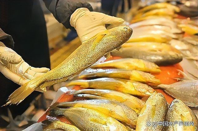 羅非魚批發價多少錢一斤