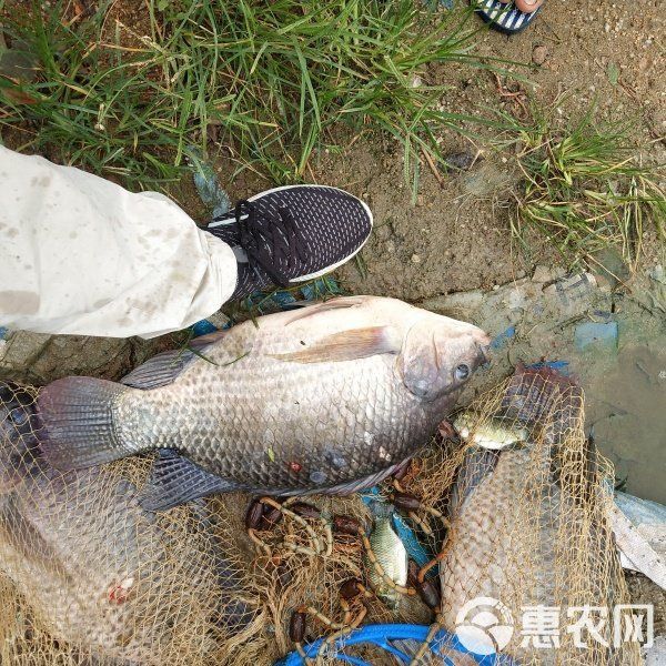 羅非魚批發價多少錢一斤