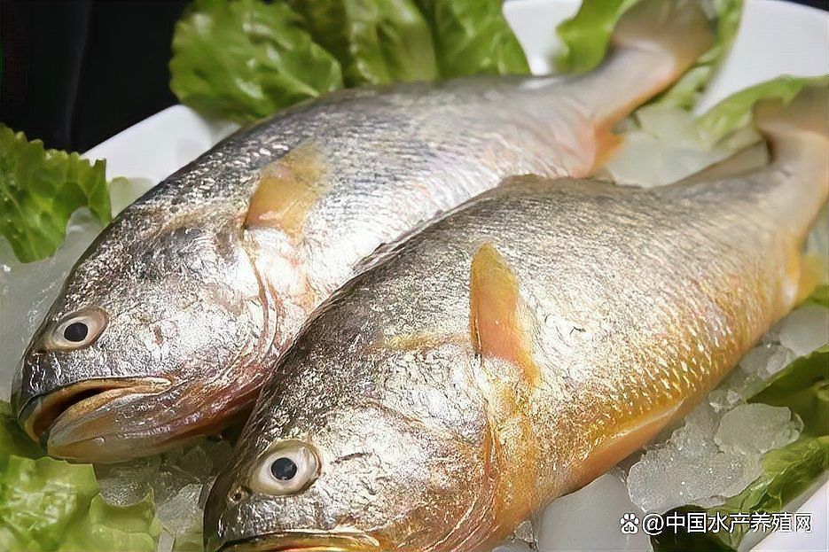 羅非魚批發價多少錢一斤