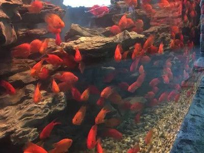 紅龍魚養(yǎng)殖場（國內(nèi)的紅龍魚養(yǎng)殖基地一般分布在哪些地方）