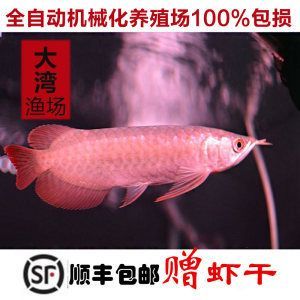 紅龍魚養(yǎng)殖場（國內(nèi)的紅龍魚養(yǎng)殖基地一般分布在哪些地方）