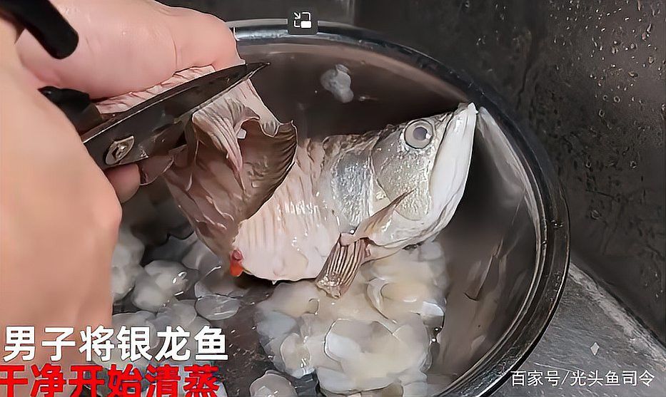 河北小伙吃金龍魚圖片 河北小伙吃金龍魚圖片 龍魚百科 第1張
