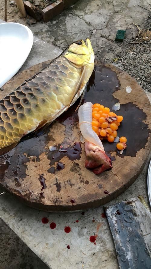 河北小伙吃金龍魚圖片 河北小伙吃金龍魚圖片 龍魚百科 第6張