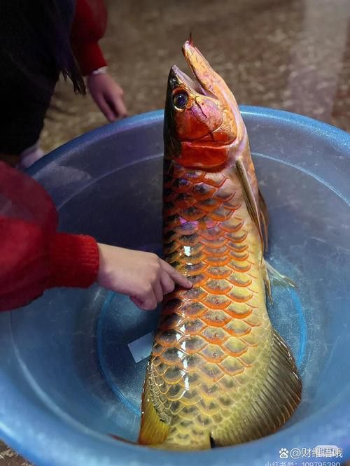 河北小伙吃金龍魚圖片 河北小伙吃金龍魚圖片 龍魚百科 第8張