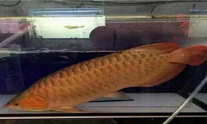 河北小伙吃金龍魚圖片 河北小伙吃金龍魚圖片 龍魚百科 第33張