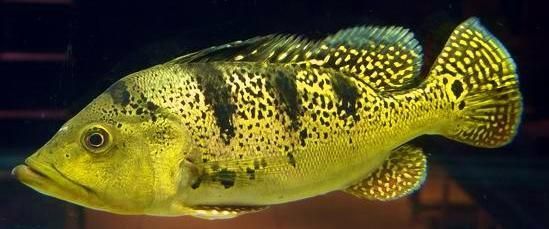 麻醉對龍魚有什么影響沒有：麻醉對龍魚有什么影響？深度解析麻醉的風險與注意事項