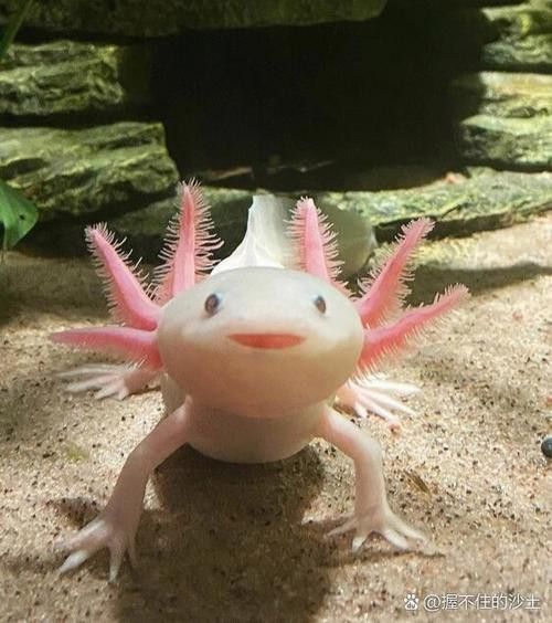 六角恐龍魚長啥樣？