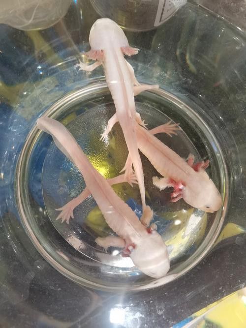 六角恐龍魚長啥樣？