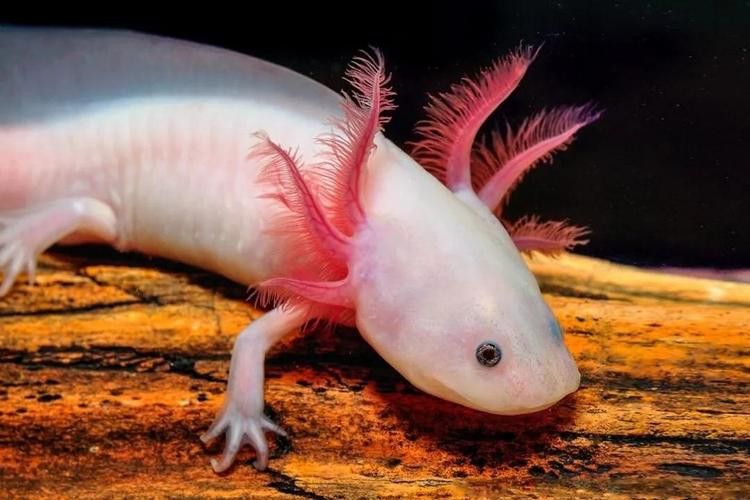 六角恐龍魚長啥樣？