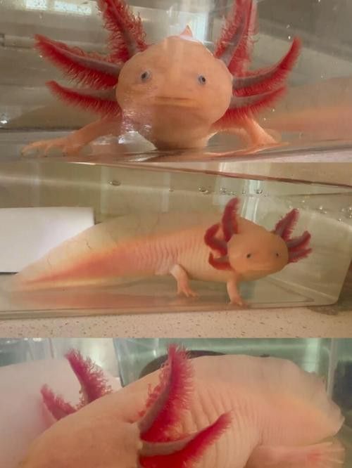 六角恐龍魚長啥樣？