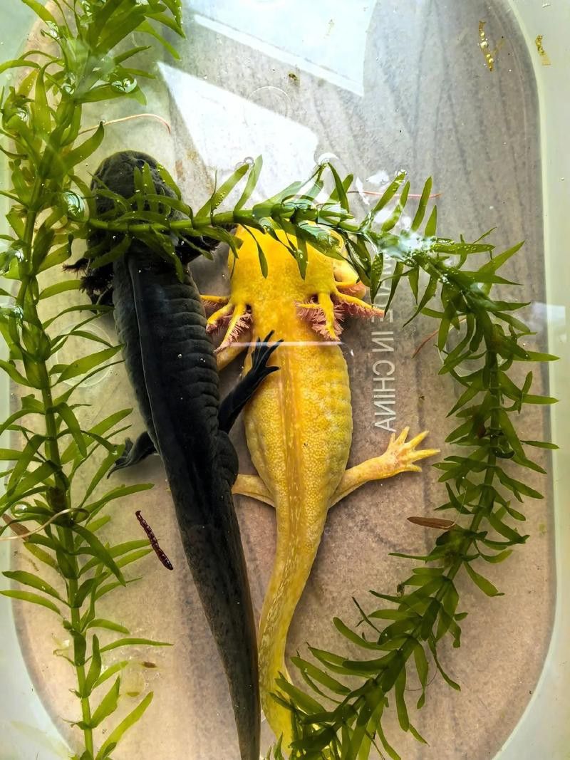 六角恐龍魚長啥樣？