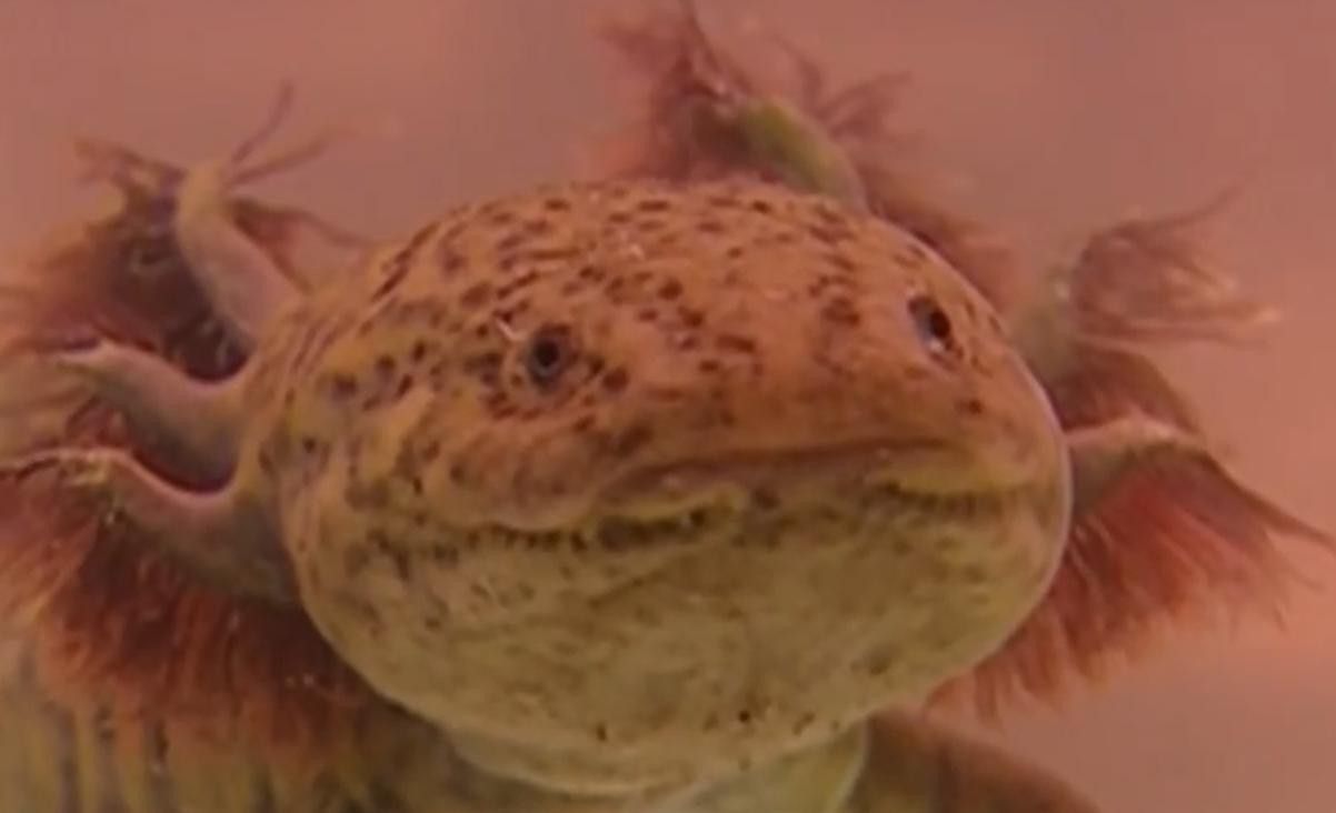 六角恐龍魚長啥樣？