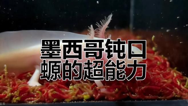 六角恐龍魚長啥樣？