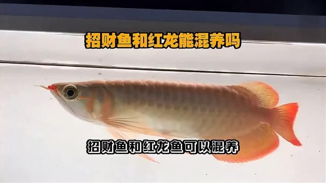 招財魚跟龍魚混養