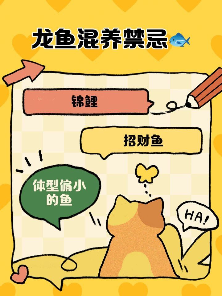 招財魚跟龍魚混養