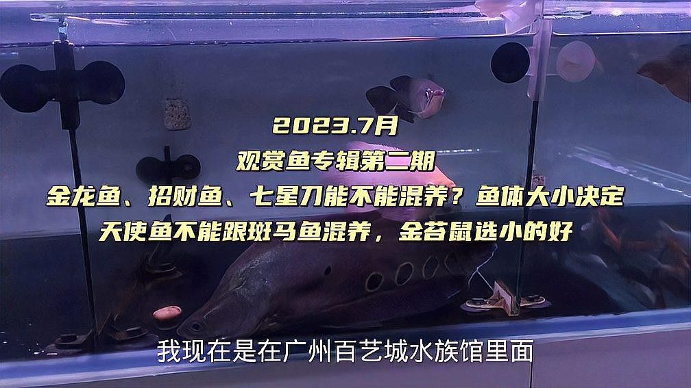 招財魚跟龍魚混養